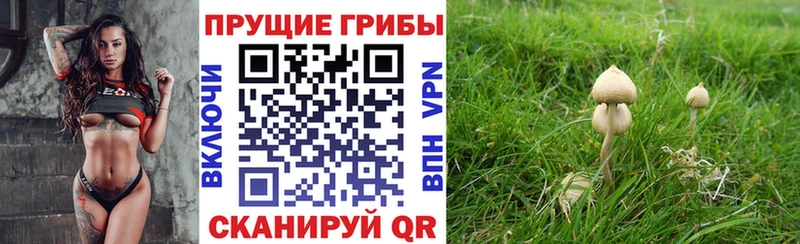блэк спрут сайт  хочу наркоту  Дно  Псилоцибиновые грибы GOLDEN TEACHER 